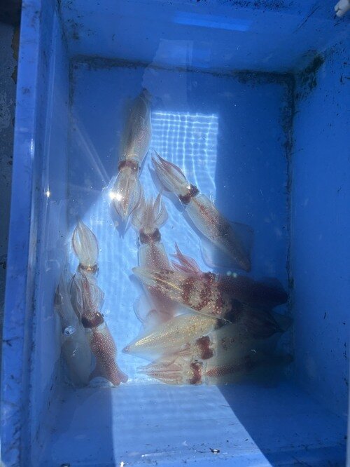 image1.jpeg