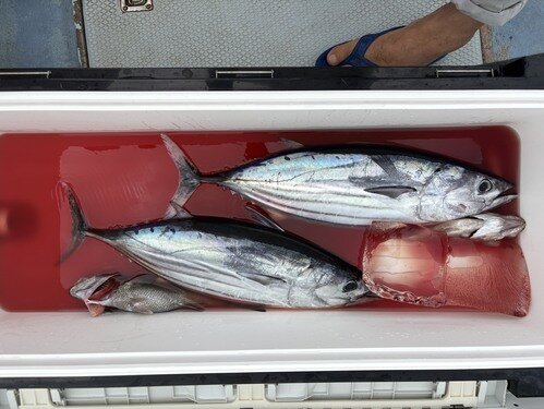 image2.jpeg