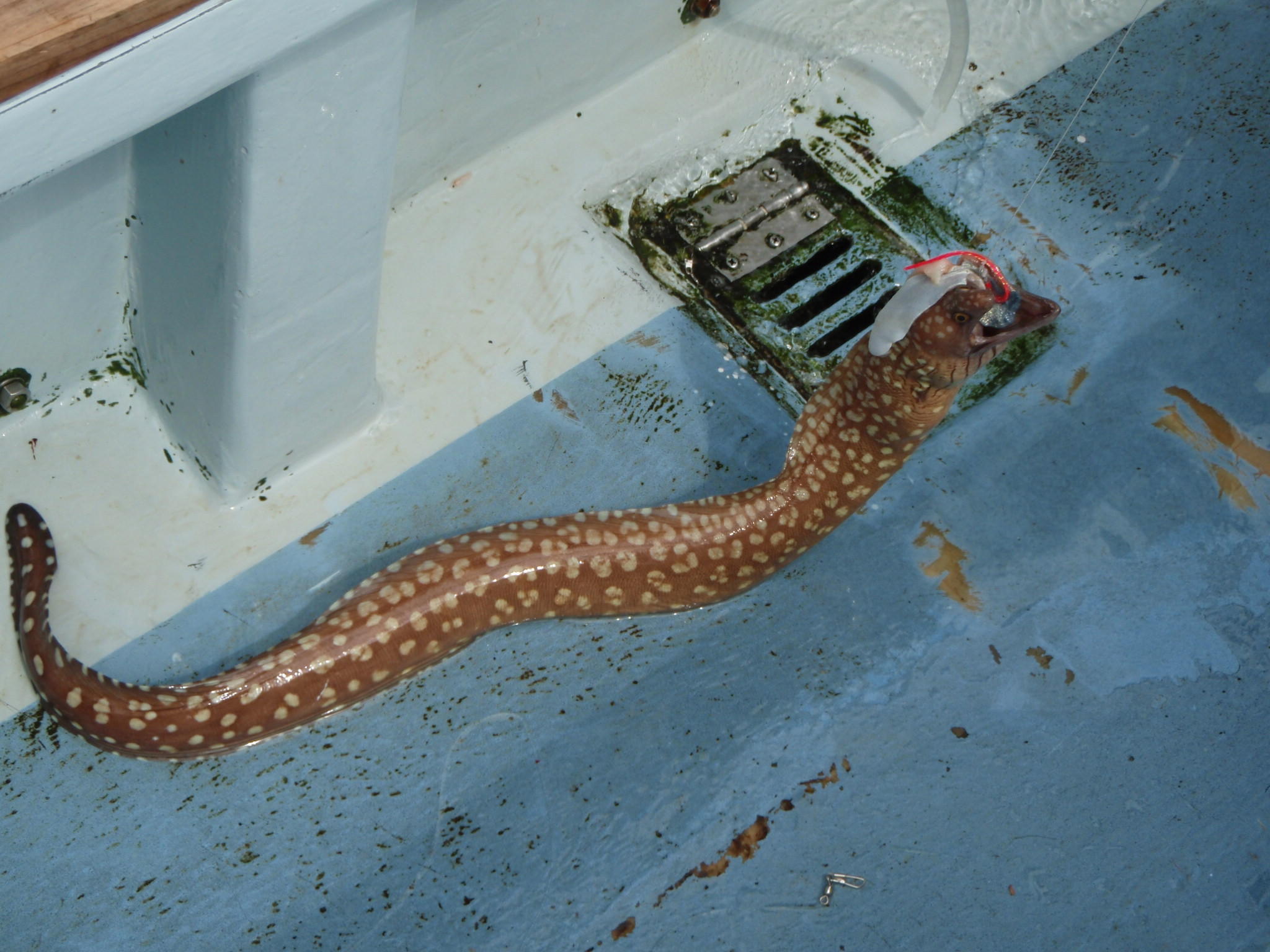 写真：珍魚図鑑